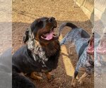 Small Photo #3 Rottweiler Puppy For Sale in Houston, TX, USA
