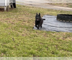 German Shepherd Dog Puppy for sale in LANCASTER, PA, USA