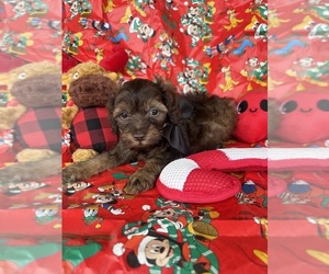 Poodle (Toy)-Yorkshire Terrier Mix Puppy for sale in BLOOMFIELD, MO, USA