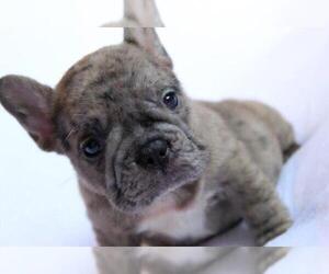 French Bulldog Puppy for sale in ATHERTON, CA, USA