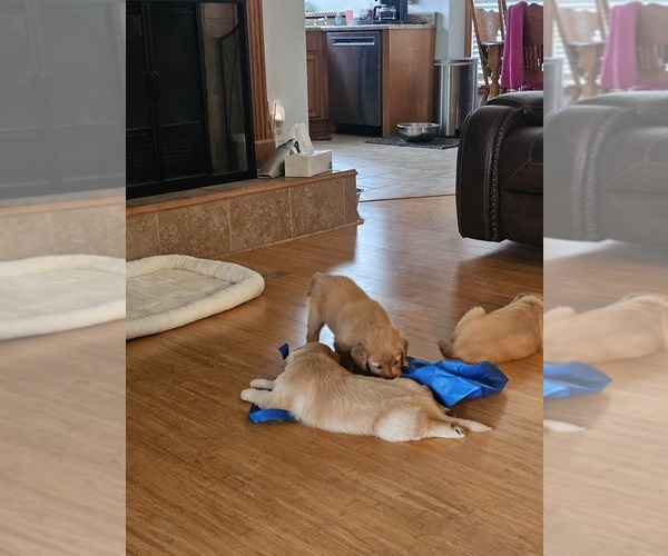 Medium Photo #4 Golden Retriever Puppy For Sale in VERONA, MO, USA