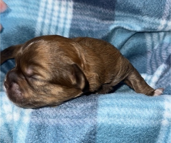 Medium Photo #2 Maltipoo (Miniature)-Shih Tzu Mix Puppy For Sale in MIDDLEBURG, FL, USA