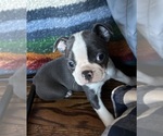 Puppy Puppy 1 Boston Terrier