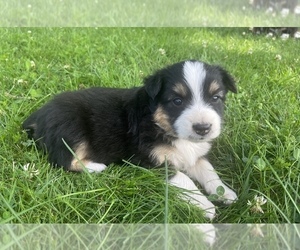 Australian Shepherd Puppy for sale in SPRINGDALE, WA, USA