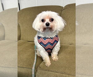 Maltese Dogs for adoption in Muskegon, MI, USA