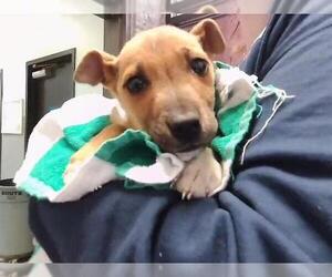 Mutt Dogs for adoption in Tulsa, OK, USA