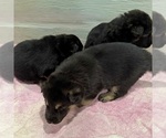 Small #13 German Shepherd Dog