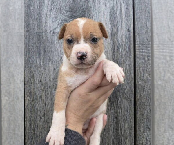 Medium Photo #3 American Pit Bull Terrier-Catahoula Leopard Dog Mix Puppy For Sale in Frankenmuth, MI, USA