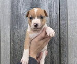 Small #2 American Pit Bull Terrier-Catahoula Leopard Dog Mix