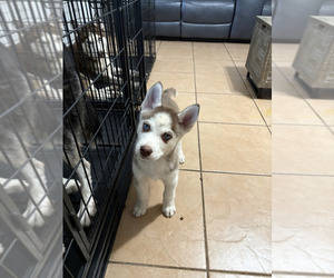 Siberian Husky Puppy for sale in LAKELAND, FL, USA