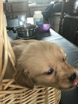 Medium Photo #12 Golden Retriever Puppy For Sale in ALTONA, IN, USA