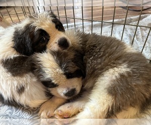 Saint Bernard Puppy for Sale in WOODBRIDGE, Connecticut USA