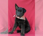 Small Photo #3 German Shepherd Dog Puppy For Sale in OXFORD, PA, USA