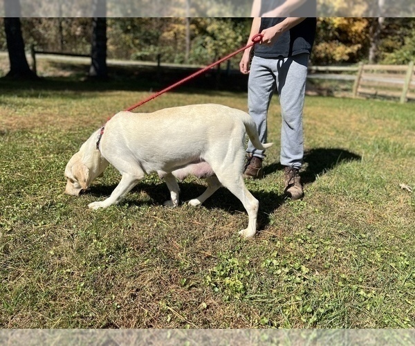 Medium Photo #4 Labrador Retriever Puppy For Sale in NEOLA, WV, USA
