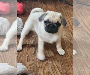 Pug Puppy for Sale in BERWYN, Illinois USA