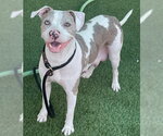 DAISY - Female Mutt Dog for Adoption - Small photo