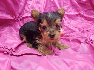 Yorkshire Terrier Puppy for sale in ARLINGTON, TX, USA