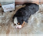 Puppy 7 Bernese Mountain Dog-Cavalier King Charles Spaniel Mix