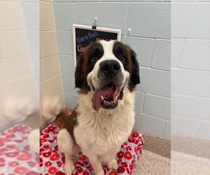 Saint Bernard Dogs for adoption in Brighton, CO, USA