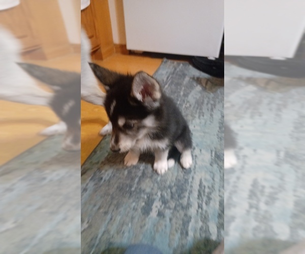 Medium Photo #10 Gerberian Shepsky Puppy For Sale in EDMORE, MI, USA