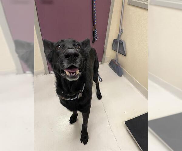 Medium Photo #1 German Shepherd Dog Puppy For Sale in Santa Cruz, CA, USA