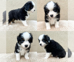Small Photo #3 Miniature Australian Shepherd Puppy For Sale in BROOKER, FL, USA