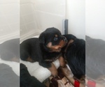 Small Photo #24 Rottweiler Puppy For Sale in NIPOMO, CA, USA