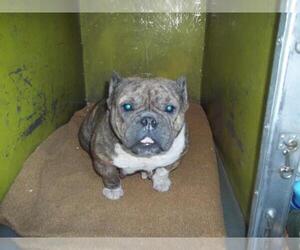 French Bulldog-Unknown Mix Dogs for adoption in Burbank, CA, USA