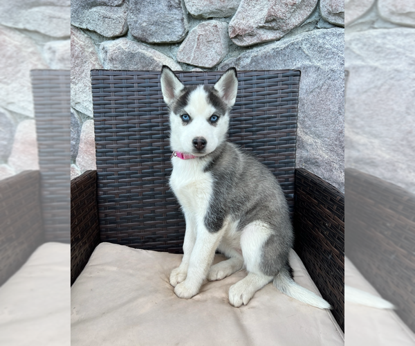 Medium Photo #4 Siberian Husky Puppy For Sale in EAST HERKIMER, NY, USA