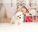 Small Photo #13 Bichon Frise Puppy For Sale in WARSAW, IN, USA