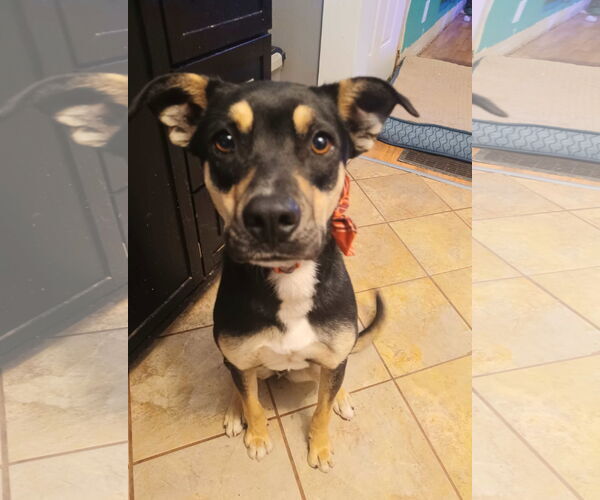 Medium Photo #6 Mutt Puppy For Sale in Sandy, UT, USA