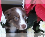 Small Photo #1 Miniature Australian Shepherd Puppy For Sale in APOPKA, FL, USA
