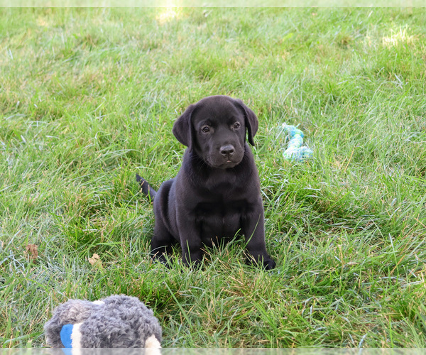 Medium Photo #1 Labrador Retriever Puppy For Sale in SYRACUSE, IN, USA