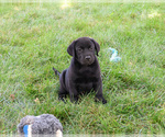 Small Labrador Retriever