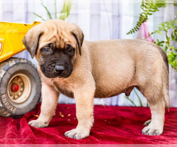 Medium Photo #8 Mastiff Puppy For Sale in WAKARUSA, IN, USA