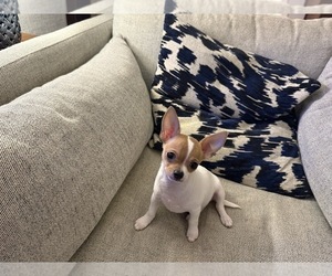 Chihuahua Puppy for sale in FENNVILLE, MI, USA