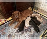 Small Photo #1 Cocker Spaniel Puppy For Sale in IRVINE, CA, USA