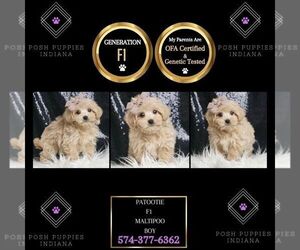 Maltipoo Puppy for sale in WARSAW, IN, USA