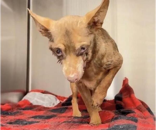 Medium Photo #1 Chihuahua Puppy For Sale in Houston, TX, USA