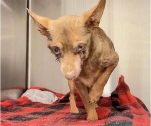 Chihuahua Dogs for adoption in Houston, TX, USA