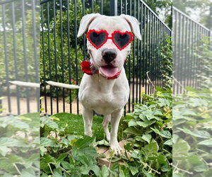 Poppy - Female American Pit Bull Terrier-Unknown Mix Dog for Adoption - Photo #7