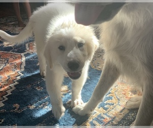 Great Pyrenees Puppy for sale in POTEET, TX, USA