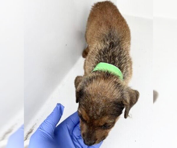 Medium Photo #1 Labrador Retriever-Unknown Mix Puppy For Sale in Houston, TX, USA