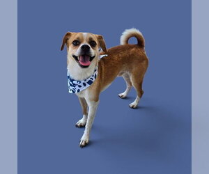 Chihuahua-Unknown Mix Dogs for adoption in Bakersfield, CA, USA