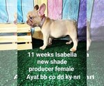 Small Photo #45 French Bulldog Puppy For Sale in CAPE CORAL, FL, USA