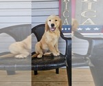 Image preview for Ad Listing. Nickname: Chloes Rose