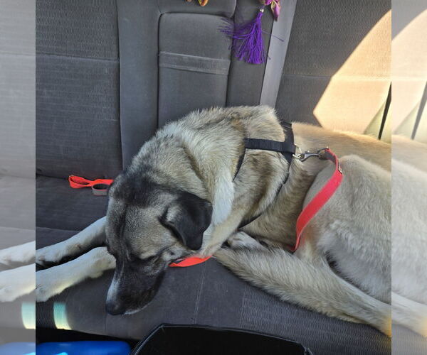 Medium Photo #9 Anatolian Shepherd-Unknown Mix Puppy For Sale in Fargo, ND, USA