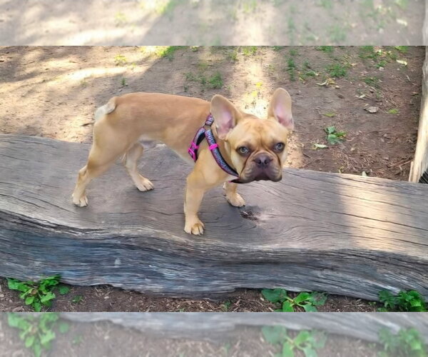 Medium Photo #5 French Bulldog Puppy For Sale in Brights Grove, Ontario, Canada