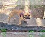 Small #4 French Bulldog
