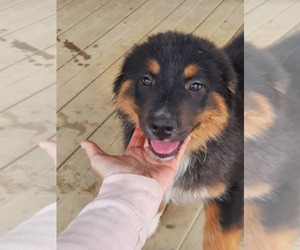 Australian Shepherd Puppy for sale in AMANDA, OH, USA